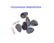 Corryocactus melanotrichus.jpg